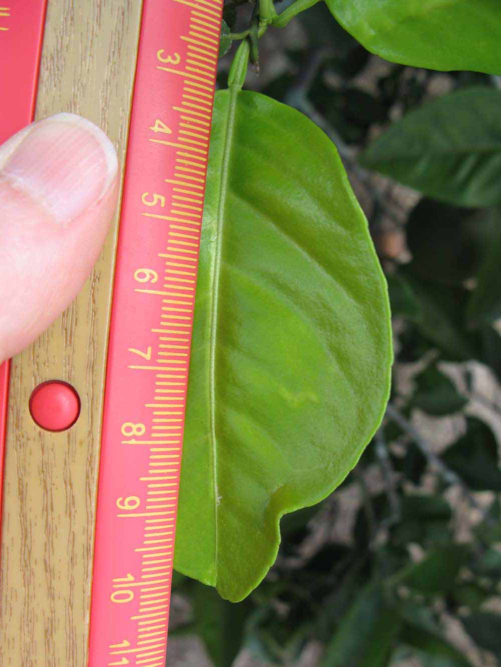              Unifoliolate leaf (Winter Haven, FL)       